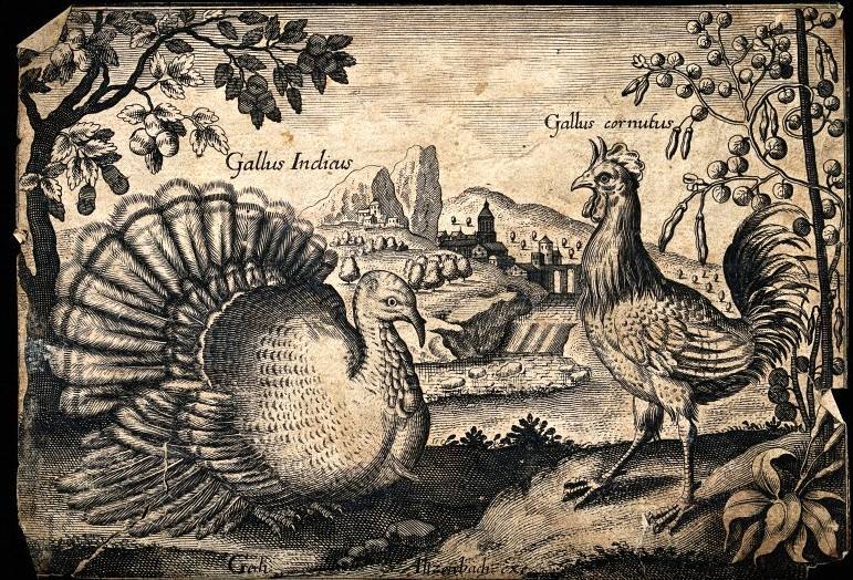 10802025_738950459493218_7145449092946173665_n